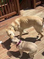 Reunited Female Dog last seen Buttermere, Fayetteville, NC 28314