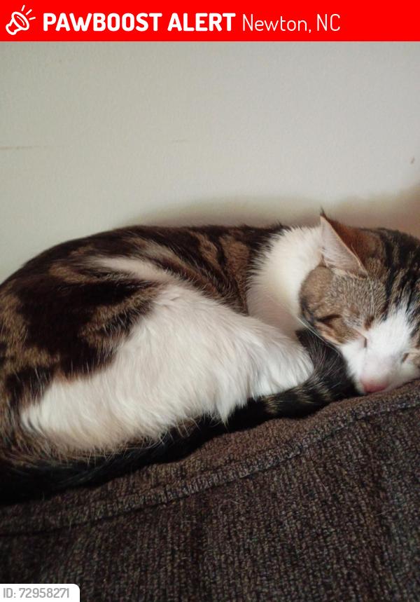 Lost Male Cat last seen South Cedar Ave, Newton, NC 28658