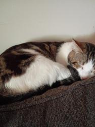 Lost Male Cat last seen South Cedar Ave, Newton, NC 28658