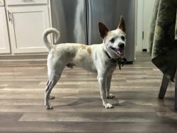 Reunited Male Dog last seen collins arlington texas, Arlington, TX 76012