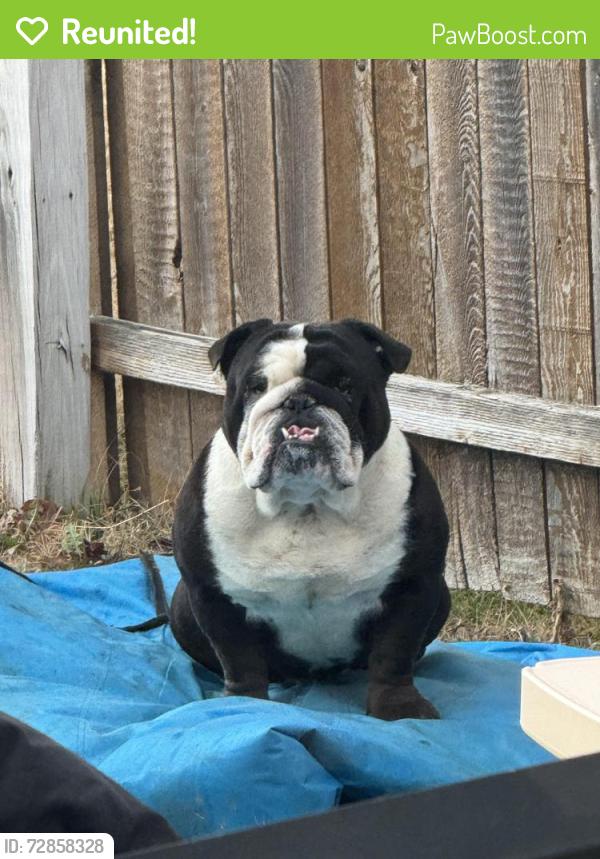 Reunited Male Dog last seen Bowman Robert’s , Fort Worth, TX 76179