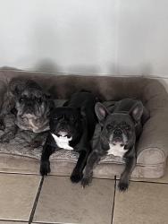 Lost Male Dog last seen Pembroke Road, Miramar, FL 33025