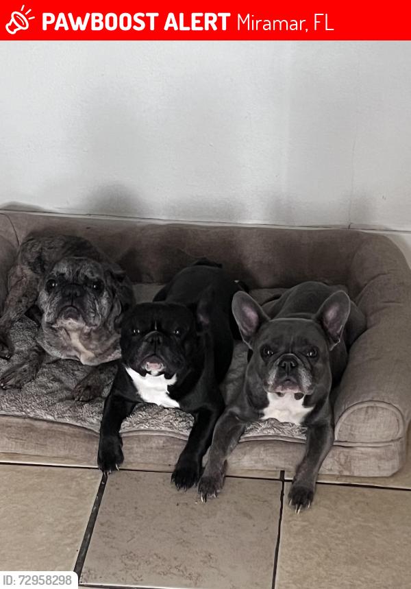 Lost Male Dog last seen Pembroke Road, Miramar, FL 33025