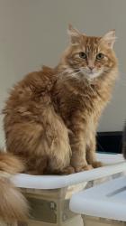Reunited Male Cat last seen Tanglewood Hills cndmniums , Lake Oswego, OR 97035