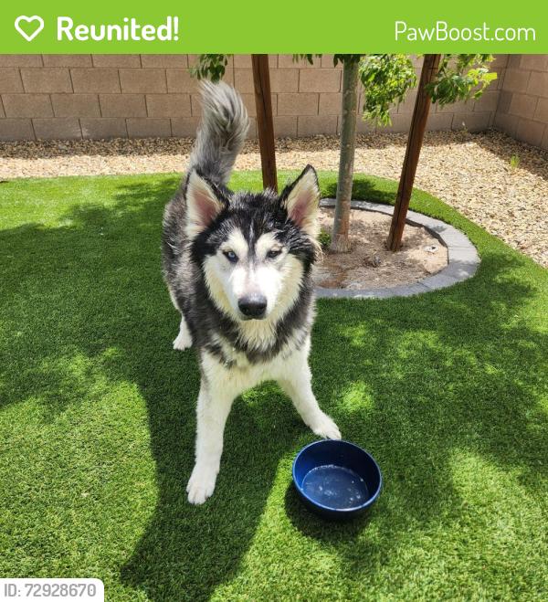 Reunited Unknown Dog last seen Tenant and russell, Las Vegas, NV 89113