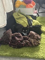 Lost Female Cat last seen Lidl in Heaviley Stockport , Greater Manchester, England SK1 4NA