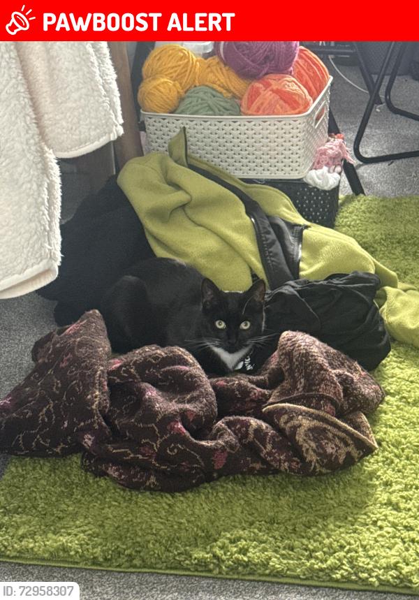 Lost Female Cat last seen Lidl in Heaviley Stockport , Greater Manchester, England SK1 4NA