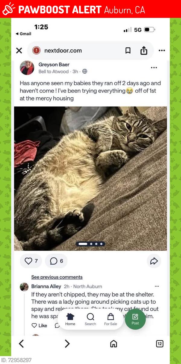 Lost Female Cat last seen bell atwood, Auburn, CA 95603
