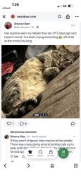Lost Female Cat last seen bell atwood, Auburn, CA 95603