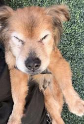 Shelter Stray Male Dog last seen El Paso, TX 79925, Fort Bliss, TX 79906