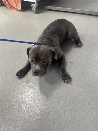 Shelter Stray Female Dog last seen Giddings, TX 78942, Fort Worth, TX 76119
