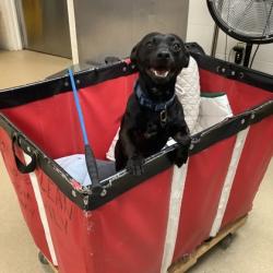 Shelter Stray Male Dog last seen Fort Worth, TX 76134, Fort Worth, TX 76119