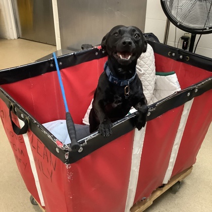 Shelter Stray Male Dog last seen Fort Worth, TX 76134, Fort Worth, TX 76119