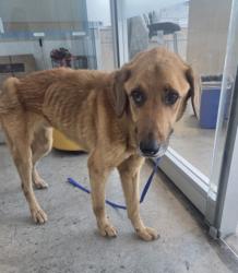 Shelter Stray Male Dog last seen , , TX, 355 Hillshire Dr, Haslet, TX 76052, USA