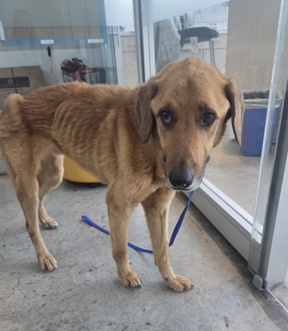 Shelter Stray Male Dog last seen , , TX, 355 Hillshire Dr, Haslet, TX 76052, USA