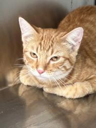 Shelter Stray Male Cat last seen Fort Worth, TX 76119, Fort Worth, TX 76119