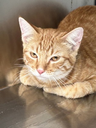 Shelter Stray Male Cat last seen Fort Worth, TX 76119, Fort Worth, TX 76119