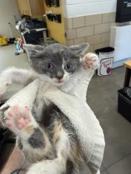 Shelter Stray Female Cat last seen Lindo Drive, 75149, TX, Mesquite, TX 75149