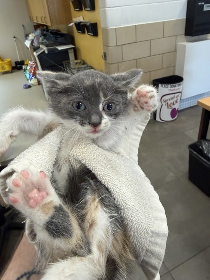 Shelter Stray Female Cat last seen Lindo Drive, 75149, TX, Mesquite, TX 75149