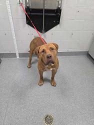 Shelter Stray Male Dog last seen Sevierville, TN 37876, Sevierville, TN 37862