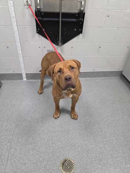 Shelter Stray Male Dog last seen Sevierville, TN 37876, Sevierville, TN 37862