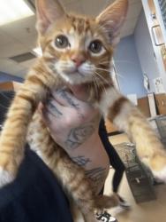 Shelter Stray Male Cat last seen Bouldercrest Rd, Atlanta, GA 30316, 30316, GA, Atlanta, GA 30341