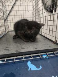 Shelter Stray Male Cat last seen Sevierville, TN 37862, Sevierville, TN 37862