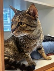 Shelter Stray Male Cat last seen Near Gray Birch Dr, Decatur, GA 30034, 30034, GA, Atlanta, GA 30341