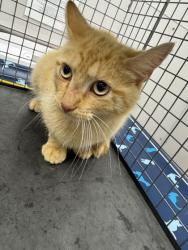 Shelter Stray Male Cat last seen Seymour, TN 37865, Sevierville, TN 37862