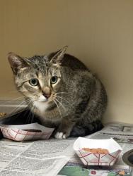 Shelter Stray Female Cat last seen Near Aberdeen Drive, Stone Mountain, GA 30083, 30083, GA, Atlanta, GA 30341