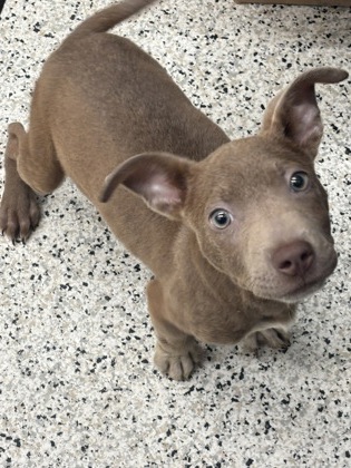 Shelter Stray Female Dog last seen Sandy Springs, GA 30350, Atlanta, GA 30336