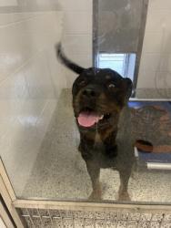 Shelter Stray Male Dog last seen Atlanta, GA 30316, Atlanta, GA 30336