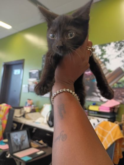 Shelter Stray Female Cat last seen Atlanta, GA 30310, Atlanta, GA 30336