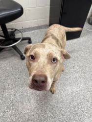 Shelter Stray Male Dog last seen Knoxville, TN 37919, Knoxville, TN 37919