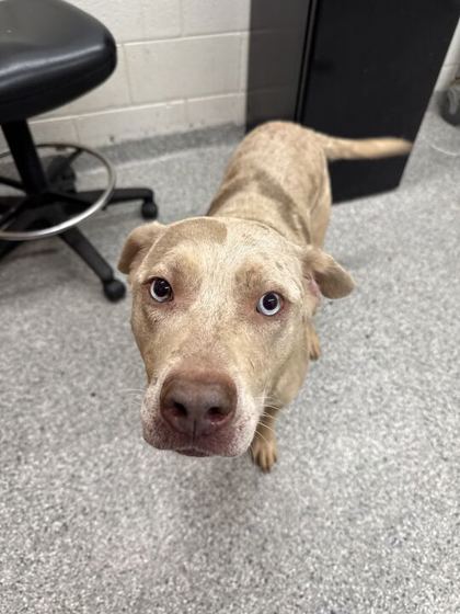 Shelter Stray Male Dog last seen Knoxville, TN 37919, Knoxville, TN 37919