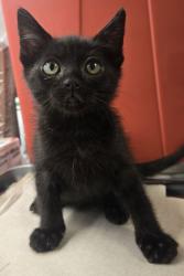 Shelter Stray Male Cat last seen W Manning Ave & S Jameson Ave, Fresno Zone Fresno CO 1A 93706, CA, Fresno, CA 93706