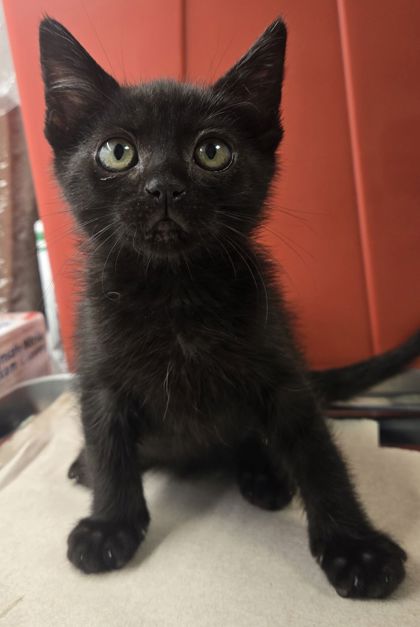 Shelter Stray Male Cat last seen W Manning Ave & S Jameson Ave, Fresno Zone Fresno CO 1A 93706, CA, Fresno, CA 93706
