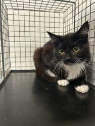 Shelter Stray Female Cat last seen Knoxville, TN 37912, Knoxville, TN 37919