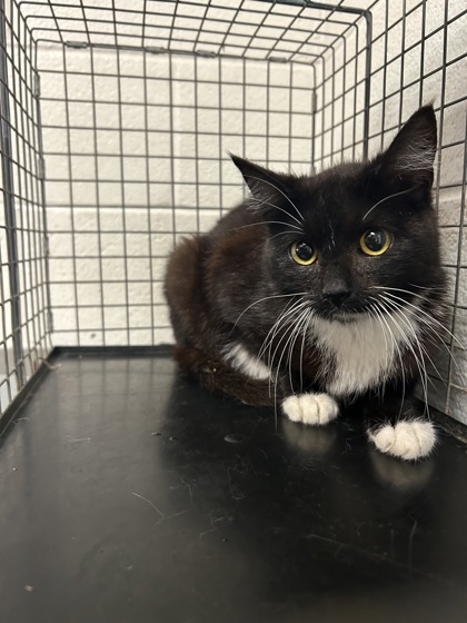 Shelter Stray Female Cat last seen Knoxville, TN 37912, Knoxville, TN 37919