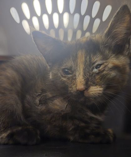 Shelter Stray Female Cat last seen E Tyler Ave & N Minnewawa Ave, Fresno Zone Fresno CO 2 93727, CA, Fresno, CA 93706