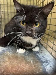 Shelter Stray Male Cat last seen Knoxville, TN 37912, Knoxville, TN 37919