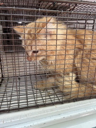 Shelter Stray Unknown Cat last seen Knoxville, TN 37914, Knoxville, TN 37919
