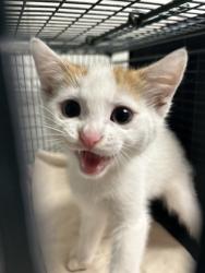 Shelter Stray Male Cat last seen Knoxville, TN 37916, Knoxville, TN 37919