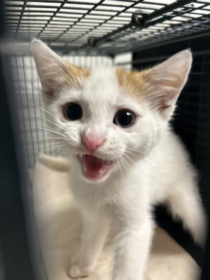 Shelter Stray Male Cat last seen Knoxville, TN 37916, Knoxville, TN 37919