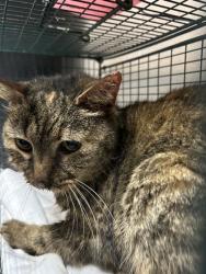 Shelter Stray Unknown Cat last seen Knoxville, TN , Knoxville, TN 37919