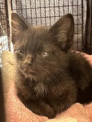 Shelter Stray Male Cat last seen Near Siegen Ln, 70816, LA, Baton Rouge, LA 70820