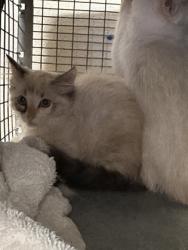 Shelter Stray Unknown Cat last seen Near Lake Azalea Dr, 70817, LA, Baton Rouge, LA 70820