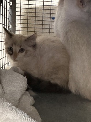 Shelter Stray Unknown Cat last seen Near Lake Azalea Dr, 70817, LA, Baton Rouge, LA 70820