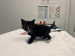 Shelter Stray Male Cat last seen E 9th St & Brooklyn Ave, KCMO, 64124, 64124, MO, Kansas City, MO 64132