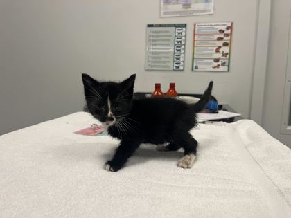 Shelter Stray Male Cat last seen E 9th St & Brooklyn Ave, KCMO, 64124, 64124, MO, Kansas City, MO 64132